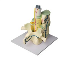 Модель части позвоночника человека - fgospostavki.ru - Зеленогорск