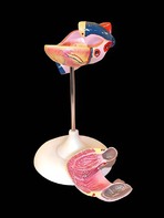 Модель сердца (лабораторная) - fgospostavki.ru - Зеленогорск