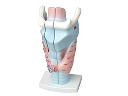 Модель гортани в разрезе - fgospostavki.ru - Зеленогорск