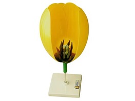 Модель цветка тюльпана - fgospostavki.ru - Зеленогорск