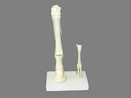 Модель "Скелет конечностей лошади и овцы" (на подставке) - fgospostavki.ru - Зеленогорск