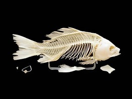 Скелет костистой рыбы - fgospostavki.ru - Зеленогорск