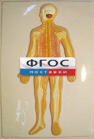 Модель барельефная "Нервная система человека" - fgospostavki.ru - Зеленогорск