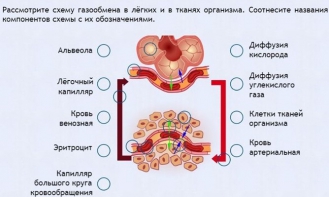 Интерактивные курсы. Биология 9 класс. Расширенный. - fgospostavki.ru - Зеленогорск