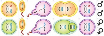 Модель-аппликация Гаметогенез у человека и млекопитающих - fgospostavki.ru - Зеленогорск
