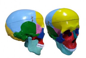 Модель "Череп" (с раскрашенными костями) - fgospostavki.ru - Зеленогорск