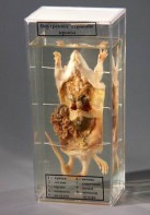 Влажный препарат "Внутреннее строение крысы" - fgospostavki.ru - Зеленогорск