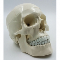 Модель "Череп" (белый) - fgospostavki.ru - Зеленогорск