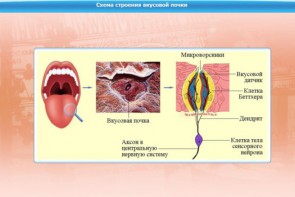 Интерактивные курсы. Биология 10 класс. Расширенный. - fgospostavki.ru - Зеленогорск
