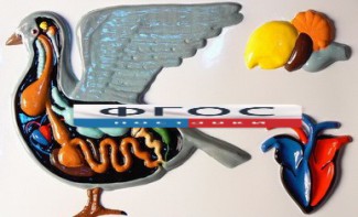 Модель барельефная "Внутреннее строение голубя" - fgospostavki.ru - Зеленогорск