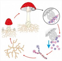 Модель-аппликация Размножение шляпочного гриба - fgospostavki.ru - Зеленогорск