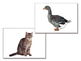 Дидактическое пособие "Домашние животные" (24 карточки) - fgospostavki.ru - Зеленогорск