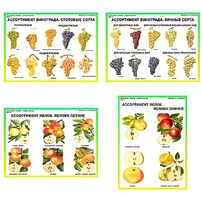 Плакаты ПРОФТЕХ "Ассортимент плодово-ягодных культур" (19 пл, винил, 70х100) - fgospostavki.ru - Зеленогорск