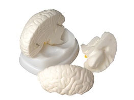 Модель мозга в разрезе - fgospostavki.ru - Зеленогорск