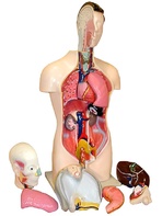 Торс человека разборный (42 см.) - fgospostavki.ru - Зеленогорск