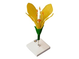 Модель цветка капусты - fgospostavki.ru - Зеленогорск