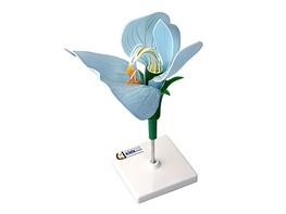 Модель цветка гороха - fgospostavki.ru - Зеленогорск