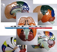 Модель барельефная "Доли, извилины, цитоархитектонические поля головного мозга" (5 планшетов) - fgospostavki.ru - Зеленогорск