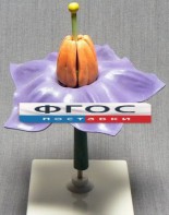 Модель "Цветок картофеля" - fgospostavki.ru - Зеленогорск