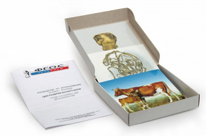 Модель-аппликация "Цикл развития бычьего цепня" (набор из 7 карт) - fgospostavki.ru - Зеленогорск