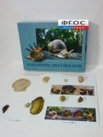 Коллекция "Раковины моллюсков" - fgospostavki.ru - Зеленогорск