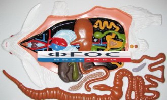 Модель барельефная "Внутреннее строение кролика" - fgospostavki.ru - Зеленогорск