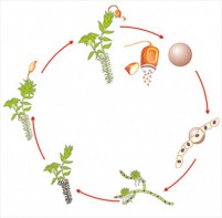 Модель-аппликация Размножение мха - fgospostavki.ru - Зеленогорск
