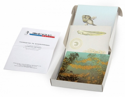 Модель-аппликация "Развитие лягушки" (набор из 10 карт) - fgospostavki.ru - Зеленогорск