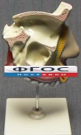 Модель "Разрез носоглотки" - fgospostavki.ru - Зеленогорск
