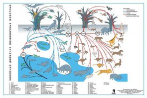 Комплект таблиц "Эволюция движений позвоночных животных" - fgospostavki.ru - Зеленогорск