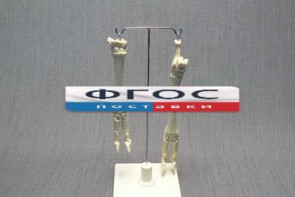 Скелет конечности овцы (передняя и задняя) на подставке - fgospostavki.ru - Зеленогорск