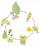 Модель-аппликация Размножение папоротника - fgospostavki.ru - Зеленогорск
