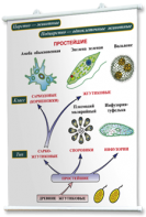 Плакаты по биологии для оформления кабинета. - fgospostavki.ru - Зеленогорск