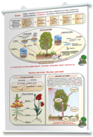 Плакаты по природоведению 2-3 классы. Для оформления кабинета. - fgospostavki.ru - Зеленогорск