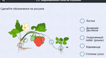 Интерактивные курсы. Биология 7 класс. Расширенный. - fgospostavki.ru - Зеленогорск