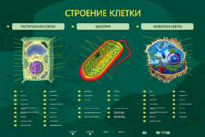 Электрифицированный стенд "Строение клетки" с маркерными полями - fgospostavki.ru - Зеленогорск