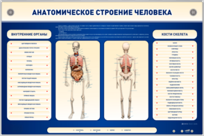 Электрифицированный стенд-тренажер c макетом скелета "Анатомическое строение человека" - fgospostavki.ru - Зеленогорск