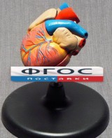 Модель "Сердце" (лабораторная) - fgospostavki.ru - Зеленогорск