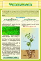Стенд "Фотосинтез" - fgospostavki.ru - Зеленогорск