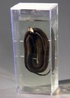 Влажный препарат "Уж" - fgospostavki.ru - Зеленогорск