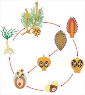 Модель-аппликация Размножение сосны - fgospostavki.ru - Зеленогорск