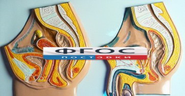 Модель барельефная "Таз мужской и таз женский" - fgospostavki.ru - Зеленогорск