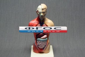 Модель Торс человека 42 сантиметра - fgospostavki.ru - Зеленогорск