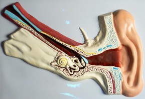 Модель барельефная "Ухо человека" (часть 1) - fgospostavki.ru - Зеленогорск