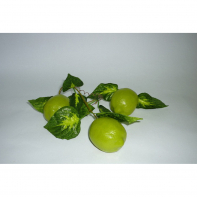Ветка муляжей "Лайм" - fgospostavki.ru - Зеленогорск