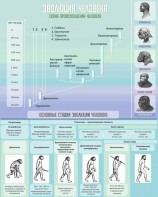 Стенд "Эволюция человека" Вариант 1 - fgospostavki.ru - Зеленогорск