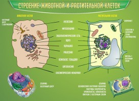 Стенд "Строение животной и растительной клеток" - fgospostavki.ru - Зеленогорск