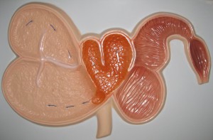 Модель барельефная "Желудок жвачного животного" - fgospostavki.ru - Зеленогорск