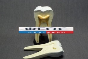 Модель "Строение зуба" - fgospostavki.ru - Зеленогорск