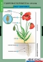 Комплект таблиц. Биология. Общее знакомство с цветковыми растениями. - fgospostavki.ru - Зеленогорск